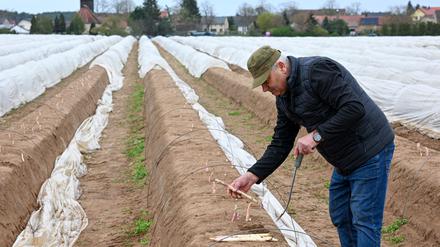 Landwirtschaft: Mehr Gemüse von kleinerer Fläche in Brandenburg geerntet