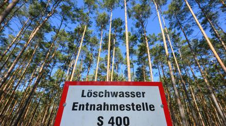 Waldbrandsaison: Kein Regen und trockene Böden: Waldbrandgefahr kann steigen