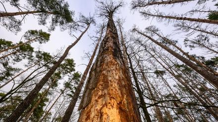 Natur- und Umweltschutz: Umweltverband BUND dringt auf mehr Waldumbau