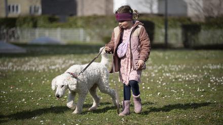 Warnhunde für Kinder mit Diabetes: Fenjas Pudel kann erkennen, wenn ihr Blutzucker steigt