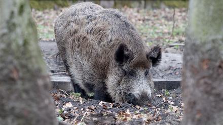 Nächtlicher Angriff: Wildschwein verletzt Frau in Berliner Park