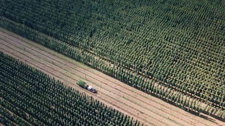 Landwirtschaft: Hopfenbauern roden Bestände gegen Überangebot