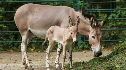 Der Zoo schwingt die Hufe: Diese fünf neuen Tiere sind in Berlin zu sehen