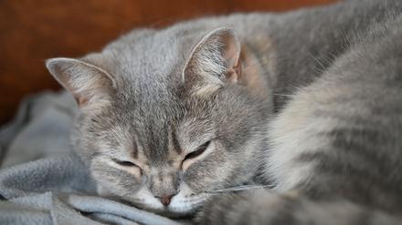 Hund, Katze, Hamster: Mehr als sieben Milliarden f&uuml;r Haustiere - Branche stabil