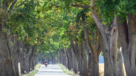 Alleen schwinden: Streit um Abstandsregeln für neue Alleebäume
