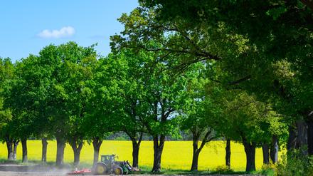 Gute Wetteraussichten für Berlin und Brandenburg: Sonne und bis zu 17 Grad - Nachtfrost möglich
