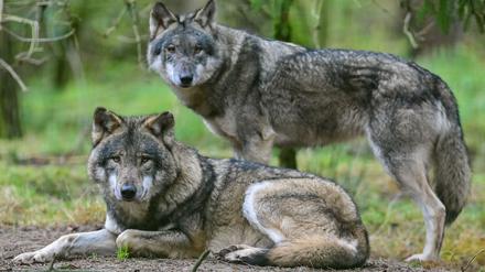Nach EU-Abstimmung: Ministerin und Jäger befürworten einfachere Wolf-Abschüsse