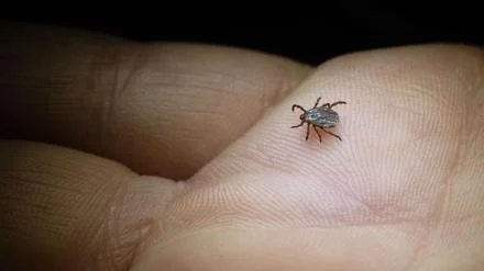 Zeckenkrankheit Borreliose: Deshalb ist schnelles Handeln wichtig