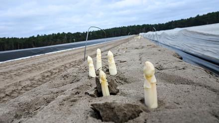 Beliebtes Saisongemüse: Spargel-Verein: Ernte kann knapper ausfallen