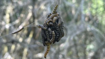 Naturphänomen in Berlin: Raupen der Gespinstmotte verhüllen Bäume mit weißen Schleiern