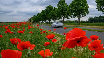 Schauer, Wind und kühlere Temperaturen: Wechselhaftes Pfingstwochenende in Berlin und Brandenburg erwartet