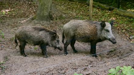„Keiler Minogue und Johann Sebastian Bache“?: Berliner Förster suchen Namen für Wildschwein-Paar