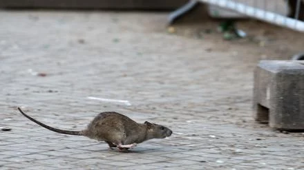 Ratten-Alarm am Hermannplatz: Neukölln erlässt Allgemeinverfügung – hohe Strafen drohen