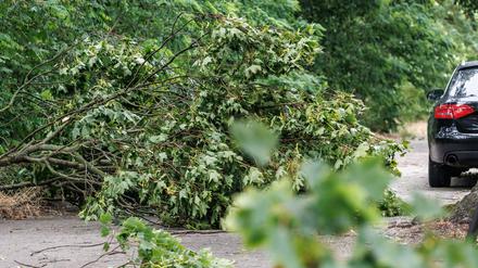 Unwetter: Nach dem Sturm warnt Senat vor Betreten der Wälder