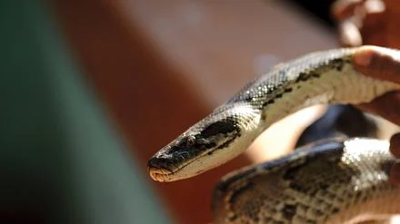 Polizei f&auml;ngt Schlange vor Berliner Supermarkt: R&auml;tsel &uuml;ber Herkunft des Reptils