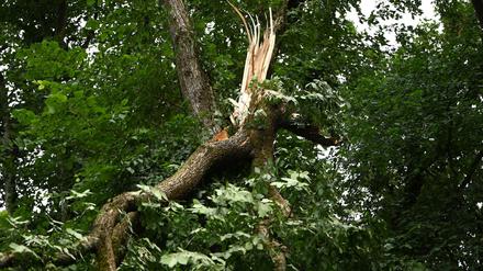 Nach schwerem Unwetter im Juni: Tegeler Hafenfest wegen Sturmschäden in Berlin abgesagt