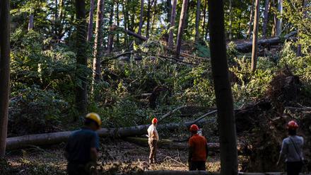 Räumungsarbeiten dauern länger als geplant: Spandauer und Tegeler Forst bleiben bis zum 18. August gesperrt