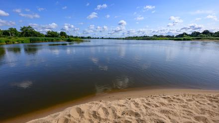 Nach der Umweltkatastrophe: Fischbestand in Oder wächst – Risiko durch Alge bleibt