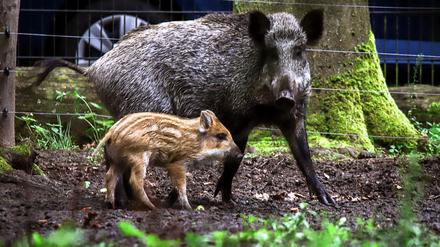 „Amy Schweinhouse“ und „Keiler Minogue“: Berliner Wildschweine vom Tegeler See getauft