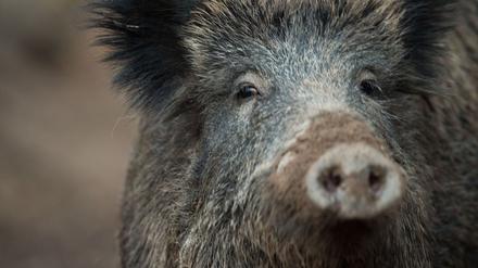 Tiergesundheit: Trichinen bei fünf Wildschweinen in Brandenburg gefunden