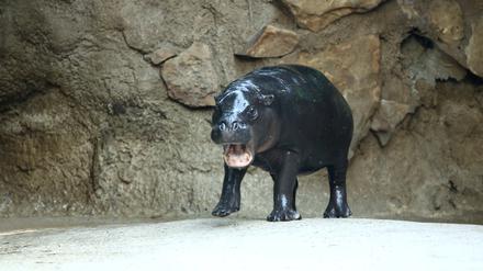 Berlins Zwergflusspferd zieht nach Frankreich : Diesen Sonntag ist Toni ein letztes Mal im Zoo zu sehen