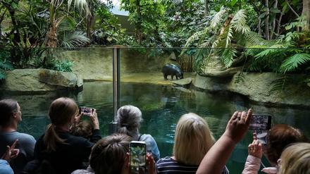 Tiere: Viele Besucher - die letzten Stunden mit Mini-Hippo Toni