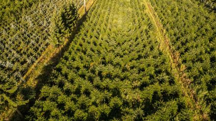Weihnachtsb&auml;ume: Frost, Trockenheit, h&ouml;here Kosten: Tannenb&auml;ume werden teurer