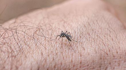 Chikungunya-Fieber: Auswärtiges Amt warnt Italien-Urlauber vor Tigermücken