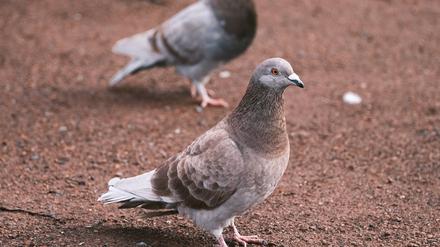Für Vögel hochansteckende Newcastle-Krankheit: Erneut Taubenseuche im Tierheim Berlin ausgebrochen
