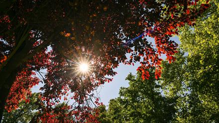 Klimaschutz: Tausende neue Bäume für Berlin: Diskussion kommt in Bewegung