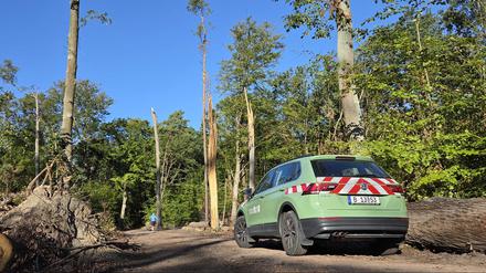 Nach dem verheerenden Sturm: So reparieren die Berliner Forsten die Wälder
