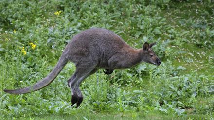 „Schnapspralinen als Köder“: So reagiert die Tagesspiegel-Community auf das ausgebüxte Känguru von Jakob Augstein