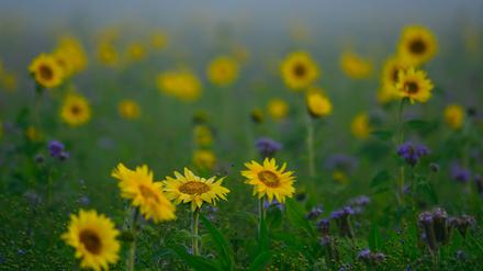 Bleibt es so sonnig in Berlin?: So wird das Wetter in den kommenden Tagen