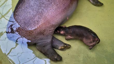 Drei Wochen nach der Geburt: Berliner Flusspferd-Baby perfektioniert im Zoo das Unterwassertrinken