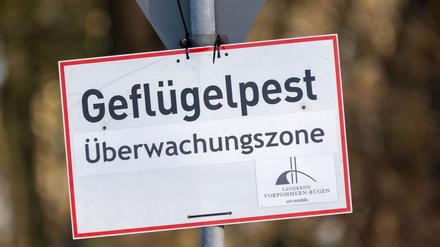 Vogelgrippe: Vogelgrippe breitet sich aus – Wie gefährlich ist das?