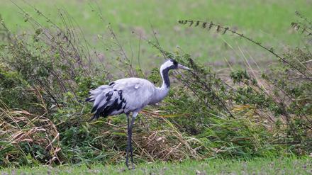 Tierseuche in Brandenburg: Vogelgrippe bei Kranichen: Landesforstbetrieb schickt Helfer