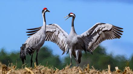 Tierseuche: Wie Berlin auf die Vogelgrippe-Welle reagiert