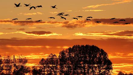 Vogelgrippe in Brandenburg: Kranich-Hotspot Linum in der Krise - Tourismus leidet