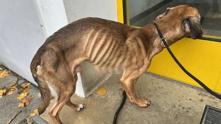 Monate eingesperrt und ohne Futter: Vernachlässigte Tiere aus Berliner Wohnung gerettet – Hund lebensbedrohlich abgemagert