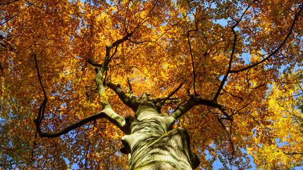 Wetterausblick: Viel Sonne zum Reformationstag in Brandenburg
