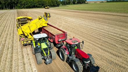 Erntemenge zu groß: Top-Kartoffelernte - aber die Verbraucher profitieren kaum