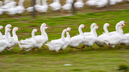 Folgen der Geflügelpest: Deutsche Weihnachtsgans kann knapp werden - Wild beliebter?