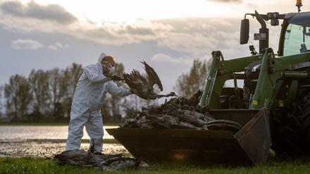 Geflügelpest: Vogelgrippe in Brandenburg – Nabu fordert Aufklärung