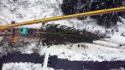 Weihnachten in der Hauptstadt: Weihnachtsbäume aus dem Harz und Thüringen zieren Berlin