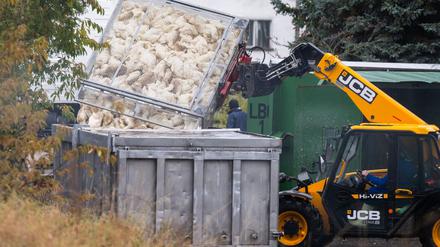 Entwicklung der Vogelgrippe: Bleibt die Geflügelpest ein Risiko?