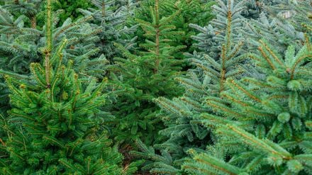 Kriminalität: 130 Weihnachtsbäume in Cottbus gestohlen