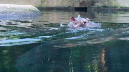 Nach mehr als 20.000 Vorschl&auml;gen: Junges Hippo im Berliner Zoo hat nun einen Namen