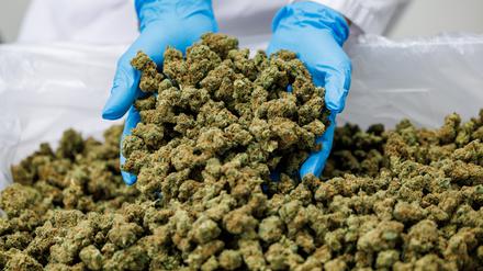 Platzen die Bl&uuml;tentr&auml;ume?: Cannabisfirma f&uuml;rchtet Einschr&auml;nkung ihres Gesch&auml;ftsmodells