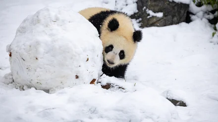 Schneespa&szlig; im Zoo: Pandas und Co. tollen im wei&szlig;en Berlin