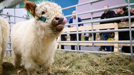 Agrarmesse: Gr&uuml;ne Woche gestartet - Sichere Ern&auml;hrung im Blick